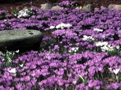 crocus00