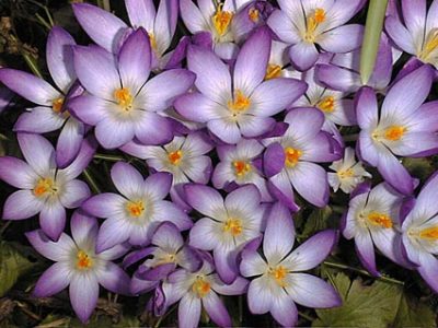crocus01