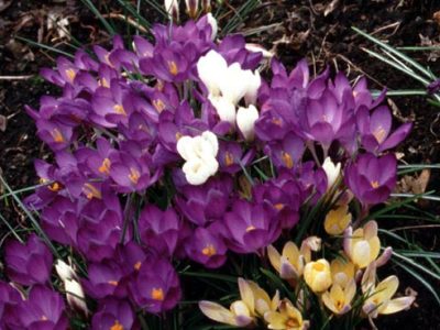 crocus02