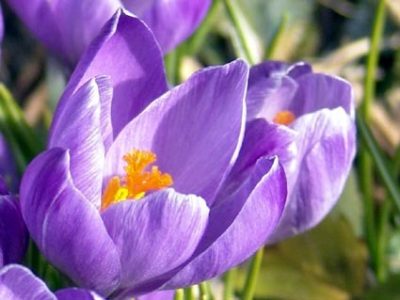 crocus12