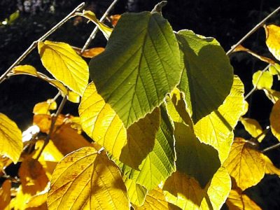 hamamelis02