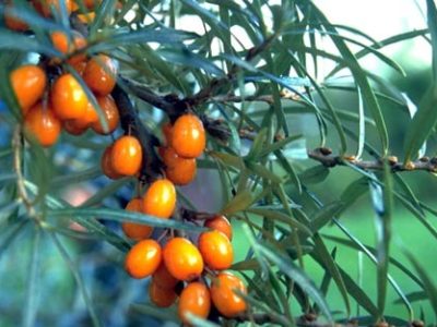 hippophae