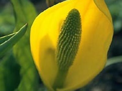 lysichiton