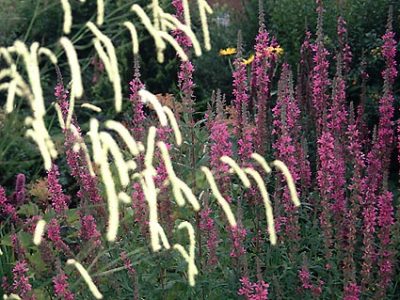 lythrum