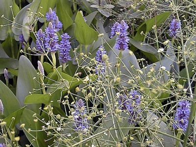 pontederia