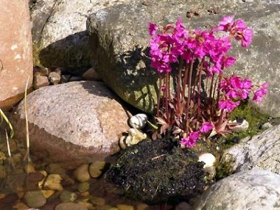 primrosea