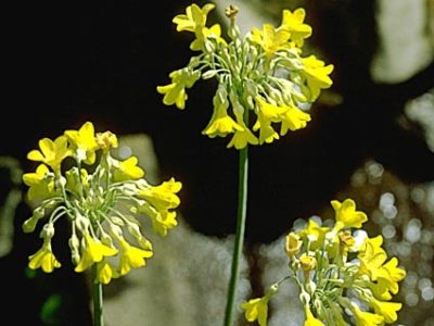 primulaflorindae
