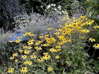 rudbeckiadeamii