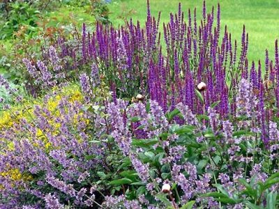 salvia03