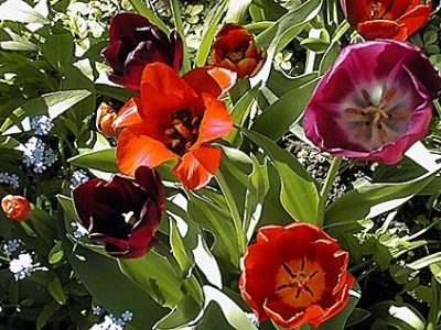 tulpen1